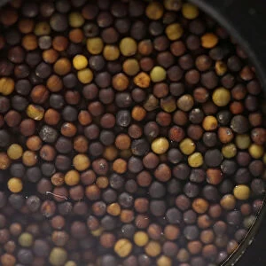 Samples of canola seed await testing in the near-infrared lab at Monsanto Canadas plant
