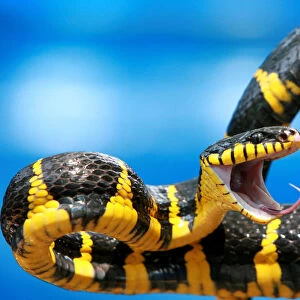 Cat Snake Collection: Gold-Ringed Cat Snake
