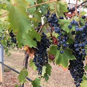 Soon-to-be-harvested grape vines are seen at Ivanhoe Wines in the New South Wales Hunter