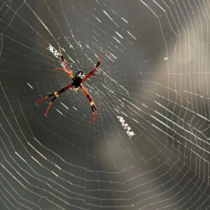 A spider weaves a web in Nakhonsawan province, north of Bangkok