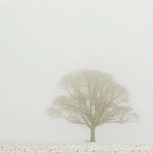 A tree stands in a misty snow-covered field near Bossingham, south east England