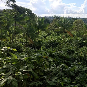 A view of a sustainable cocoa plantation in a farm in Medicilandia