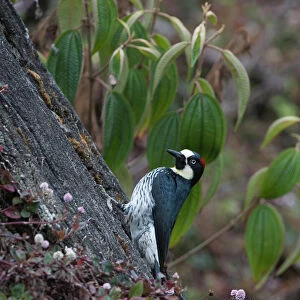 Woodpeckers Collection: Acorn Woodpecker