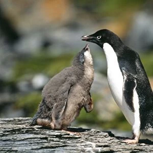 Adelie Penguin, Pygoscelis adeliae, chick begging for food from parent, Antarctic Peninsula