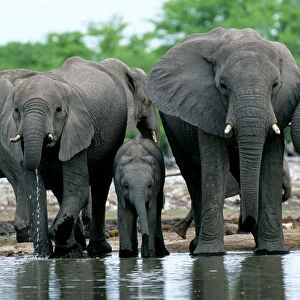 Elephantidae Collection: African Elephant