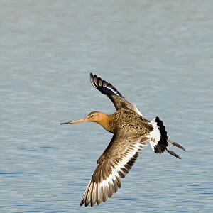 Sandpipers Collection: Black Tailed Godwit