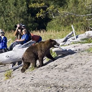 Brown Bear Ursos arctos & hikers Katmai Alaska August