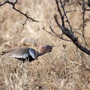 Bustards Collection: Buff Crested Bustard