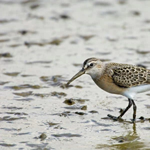 Sandpipers Collection: Curlew Sandpiper