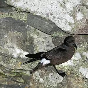Seabirds Collection: Petrels