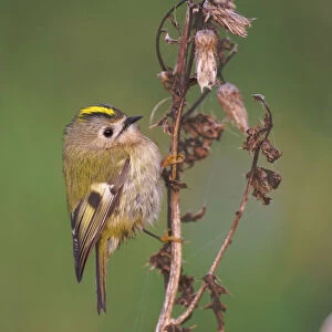 Passerines Collection: Goldcrests