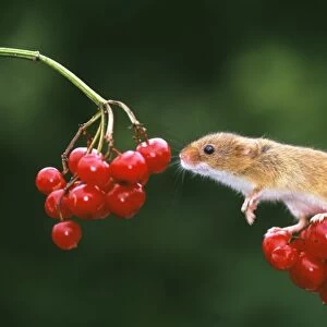 Harvest Mouse, Micromys minutus, on Guelder Rose, autumn, UK