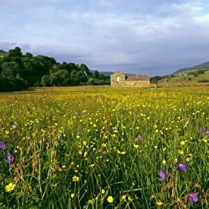 Hay Meadow, Yorkshire Dales with Buttercups, Bloody cranes-bill, and Wood Sorrel, summer