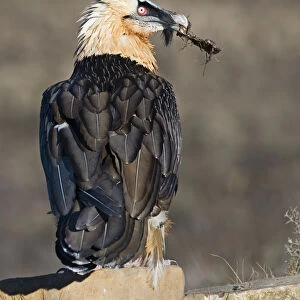Accipitridae Collection: Bearded Vulture