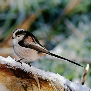 Bushtits Collection: Long Tailed Tit