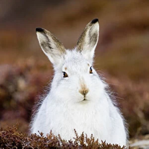 Leporidae Collection: Mountain Hare