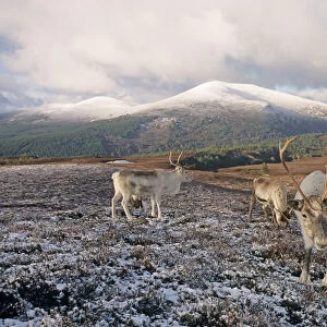Reindeer on Cairngorm Scottish Highlands winter