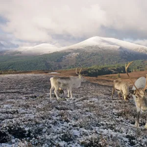 Cervidae Collection: Reindeer