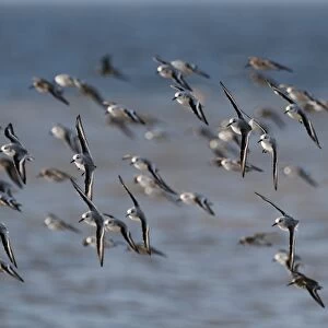 Sandpipers Collection: Dunlin