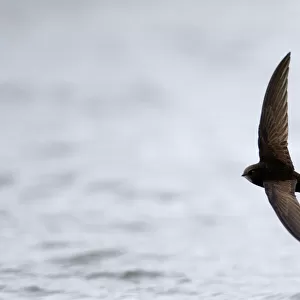 Swifts Collection: Common Swift