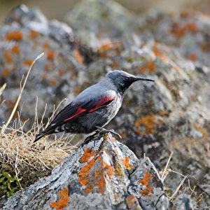 Nuthatches Collection: Wallcreeper