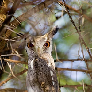 Owls Collection: African Scops Owl