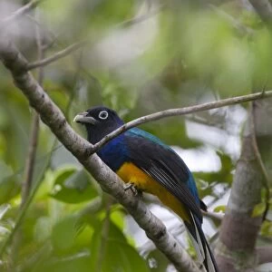 Trogons Collection: White Tailed Trogon