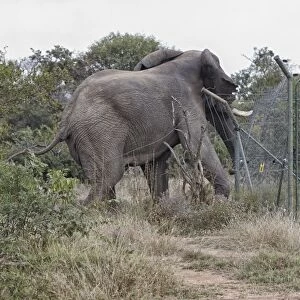 African Elephant (Loxodonta africana) adult male, damaging fence at solar-powered waterpump, Timbavati Game Reserve