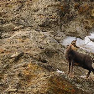 Alpine Chamois (Rupicapra rupicapra) adult, standing on mountain cliff with snow, Italian Alps, Italy, january