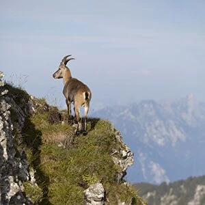 Alpine Ibex (Capra ibex) immature male, standing on mountain slope, Niederhorn, Swiss Alps, Bernese Oberland