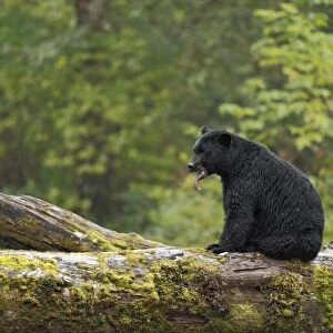 American Black Bear (Ursus americanus kermodei) adult, with tongue sticking out