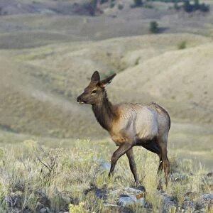 American Elk (Cervus canadensis nelsoni) young female, walking in habitat, Yellowstone N. P. Wyoming, U. S. A. September
