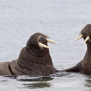 Atlantic Walrus (Odobenus rosmarus rosmarus) two adults, facing each other in sea, Spitzbergen, Svalbard, july