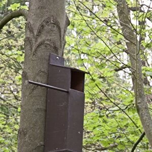 A bird nesting box in woodland setting, most suitable for birds of prey like owls or Kestrels