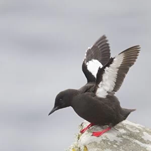Black Guillemot (Cepphus grylle) adult, stretching wings, standing on coastal rock, Shetland Islands, Scotland, june