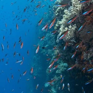 Bluestreak Fusilier (Pterocaesio tile) adults, shoal swimming in reef, Tutuntute, Wetar Island, Barat Daya Islands, Lesser Sunda Islands, Maluku Province, Indonesia