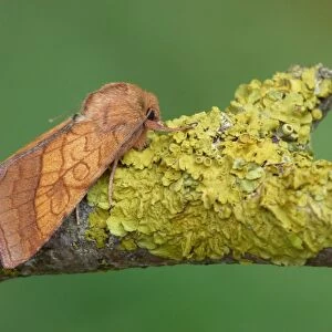 Bordered Sallow (Pyrrhia umbra) adult, resting on lichen covered twig, Cannobina Valley, Piedmont, Northern Italy, july