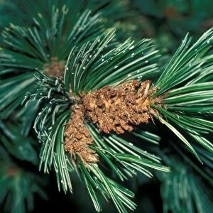 Bristle-cone Pine (Pinus aristata) Close up