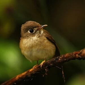 Brown-breasted Flycatcher (Muscicapa muttui) adult, perched on twig, Sri Lanka, december