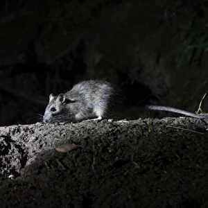 Brown Rat (Rattus norvegicus) adult, standing on woodland floor at night, Warwickshire, England, May