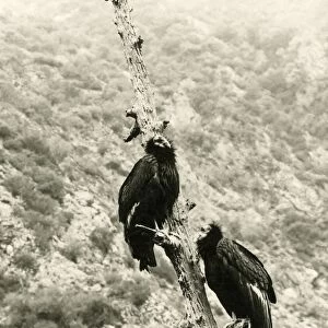 California Condor (Gymnogyps californianus) adult pair, perched on dead tree, photographed before extinction in wild, Los Angeles County, California, U. S. A. 1906 (William L Finley)
