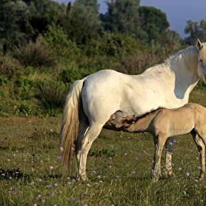 Camargue Horse, mare with foal suckling, Saintes Marie de la Mer, Camargue, Bouches du Rhone, France