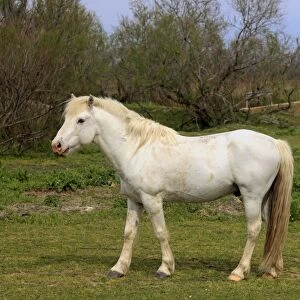 Camargue Horse, mare, standing on grass, Saintes Marie de la Mer, Camargue, Bouches du Rhone, France