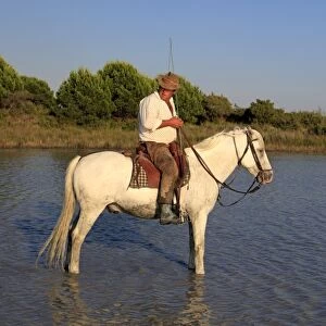Camargue Horse, stallion, with mounted gardian, standing in wetland habitat, Saintes Marie de la Mer, Camargue, Bouches du Rhone, France