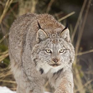 Cats (Wild) Collection: Canada Lynx