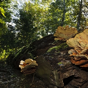 Chicken-of-the-woods (Laetiporus sulphureus) fruiting bodies, large cluster growing on fallen log, Clumber Park