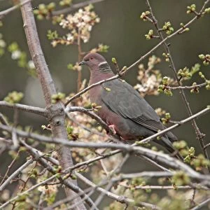 Pigeons Collection: Chilean Pigeon