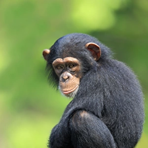 Chimpanzee (Pan troglodytes) young, sitting on log (captive)