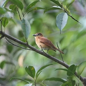 Cinnamon Becard (Pachyramphus cinnamomeus) adult, perched on branch in tree, Costa Rica, february