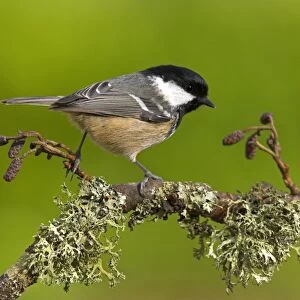 Coal Tit (Parus ater) adult, perched on lichen covered twig, in garden, Berwickshire, Scotland, spring